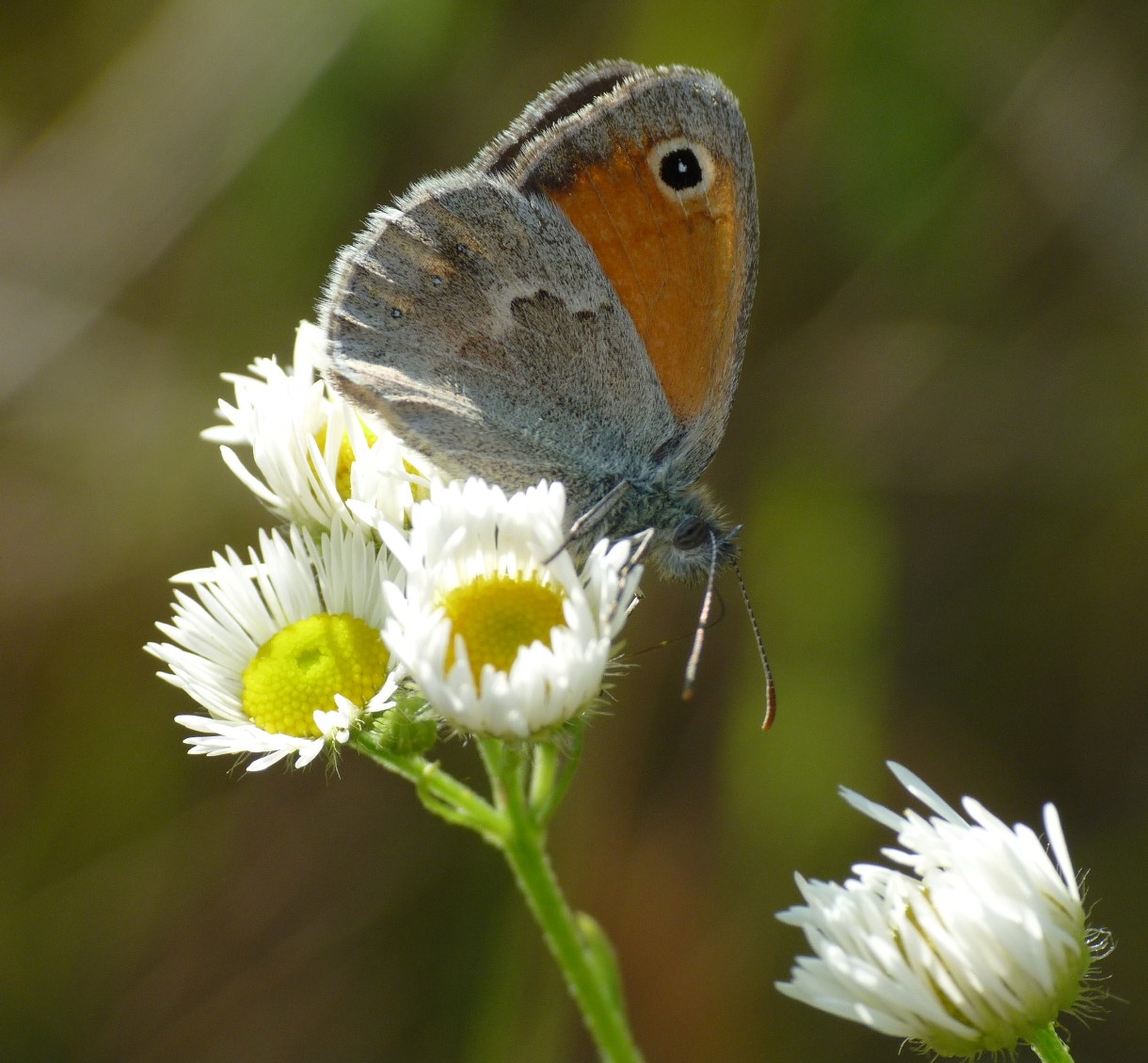 licena
